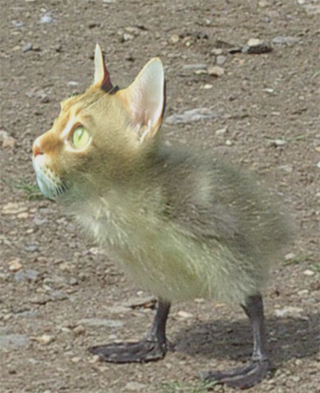 bichos12.jpg